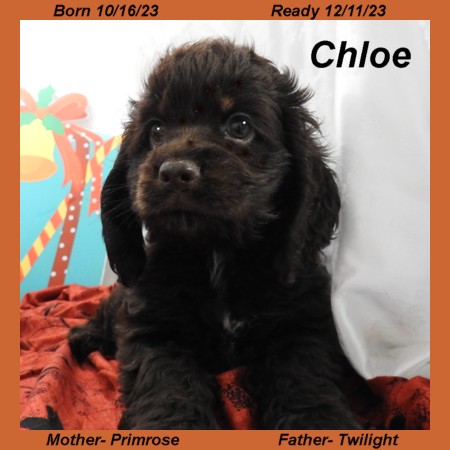 puppy, for, sale, Cocker Spaniel, Joe & Cherri  Overlease, dog, breeder, Miller, MO, dog-breeder, puppy-for-sale, forsale, nearby, find, puppyfind, locator, puppylocator, aca